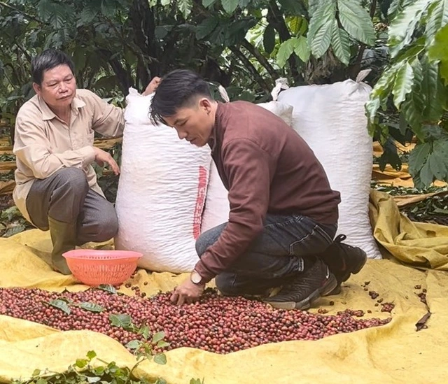 Cà phê Việt từng bước khẳng định vị thế tại thị trường quốc tế - Ảnh 2