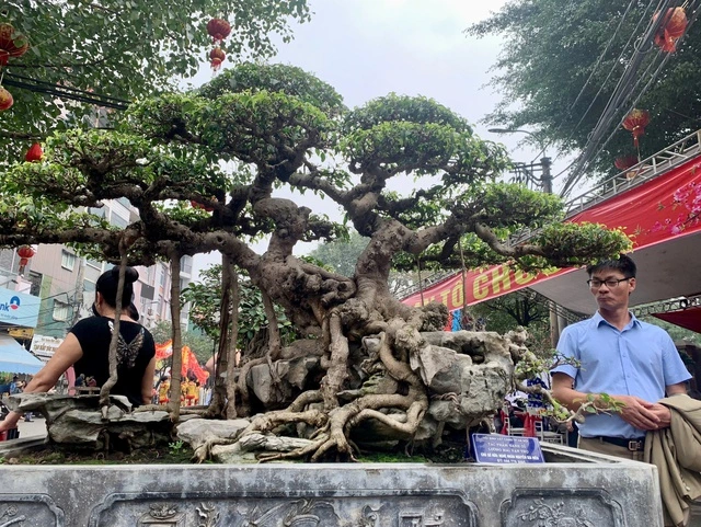 Thú chơi cây cảnh 'hái' ra tiền tỉ ở làng Triều Khúc - Ảnh 1