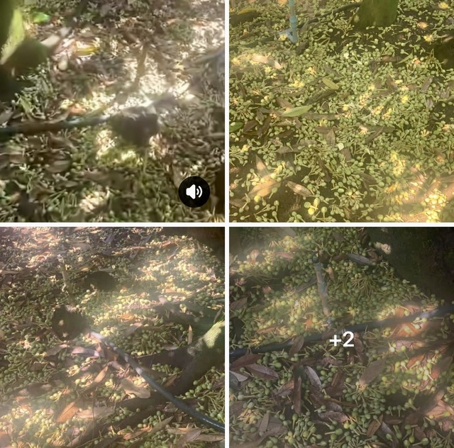 Thời tiết thất thường, nhà nông gặp khó - Ảnh 3