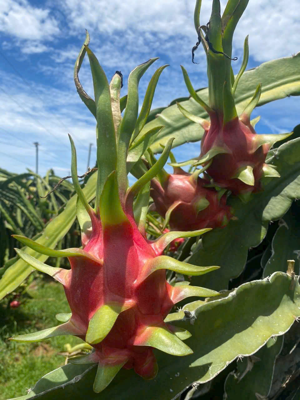 'Cai' thuốc bảo vệ thực vật cho nông sản - Ảnh 1