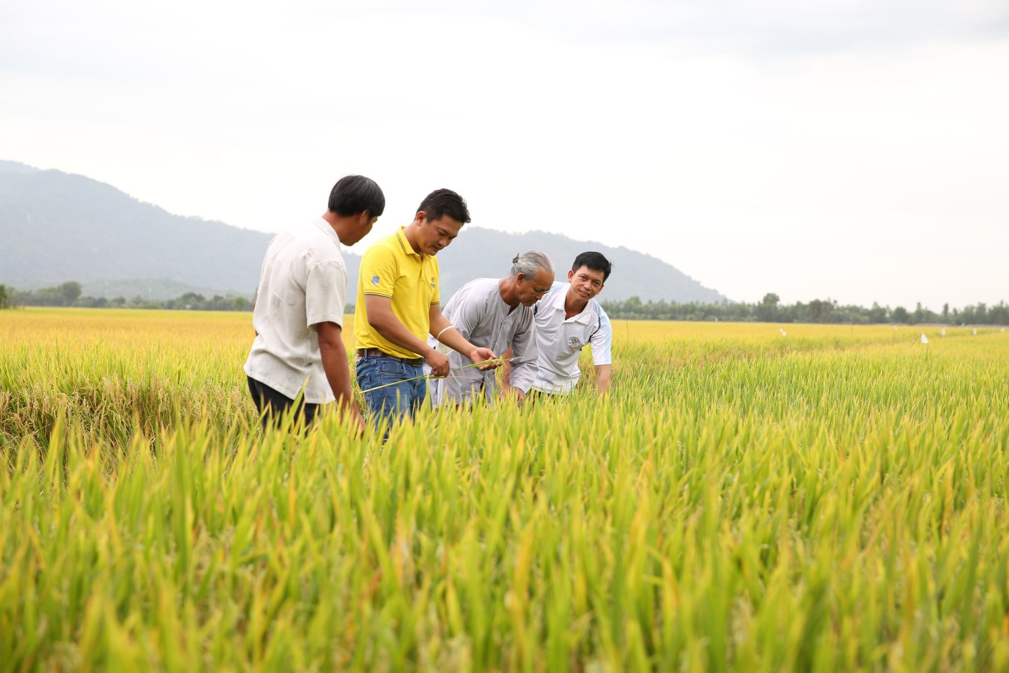 'Cai' thuốc bảo vệ thực vật cho nông sản - Ảnh 2