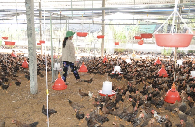 Doanh nghiệp 'nhường' lợi nhuận, cùng nông dân vượt 'bão giá' từ xung đột Trung Đông - Ảnh 1