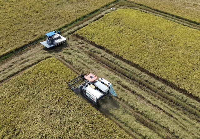 Doanh nghiệp 'nhường' lợi nhuận, cùng nông dân vượt 'bão giá' từ xung đột Trung Đông - Ảnh 2