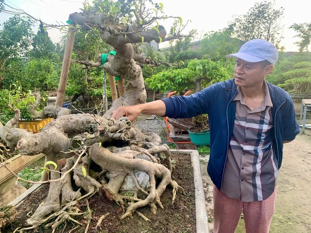 Thú chơi cây cảnh 'hái' ra tiền tỉ ở làng Triều Khúc - Ảnh 2