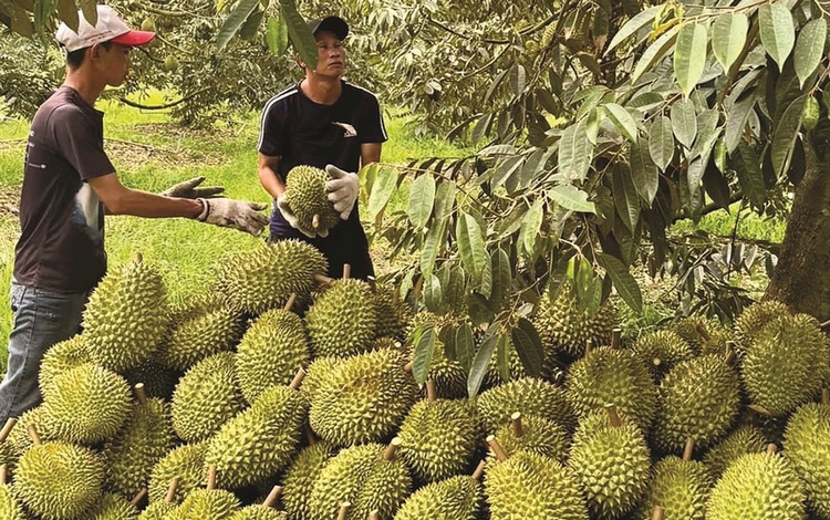 Giá sầu riêng có nơi chỉ còn 25.000 đồng/kg - Ảnh 1