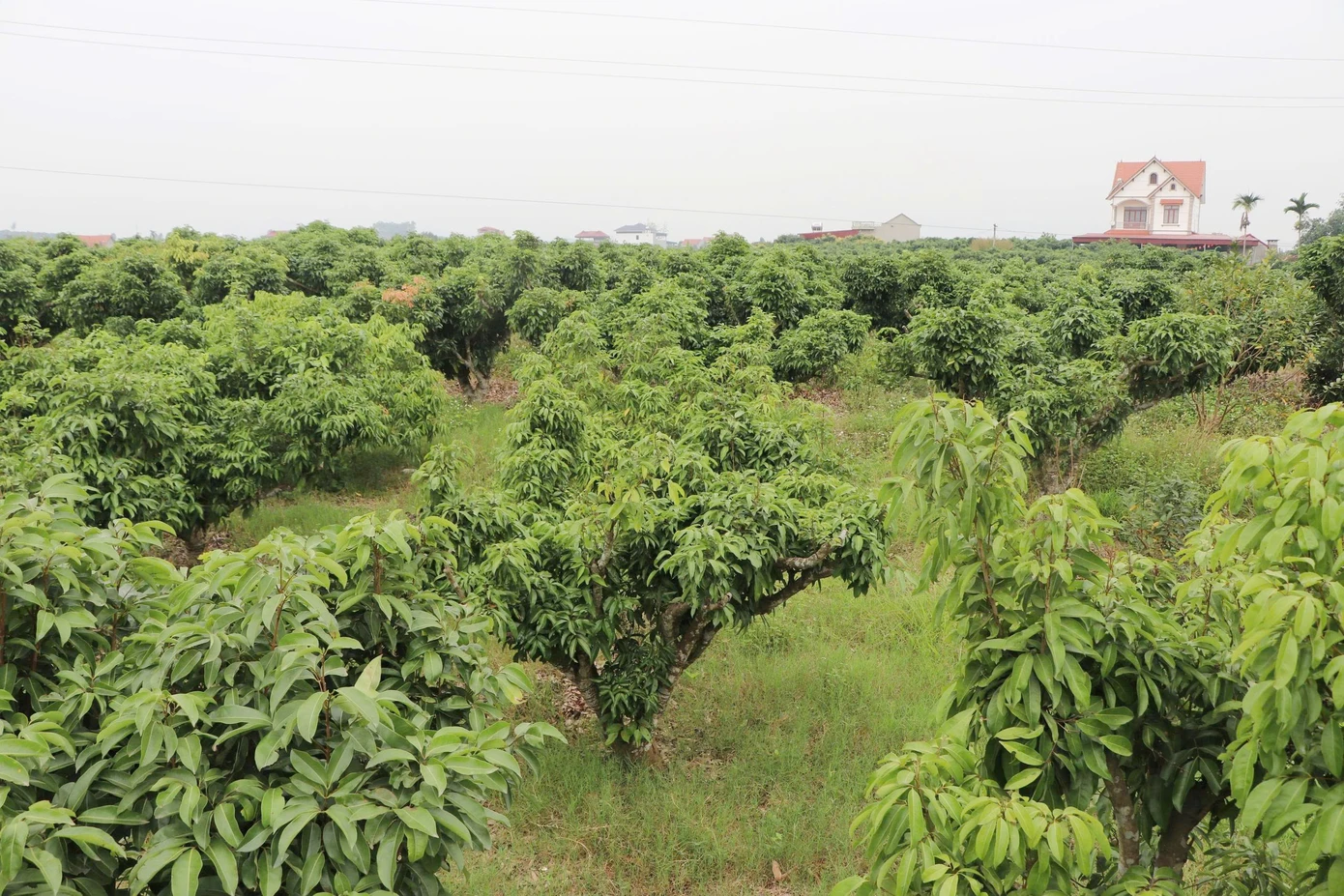 Nguy cơ mất mùa vải thiều - Ảnh 1