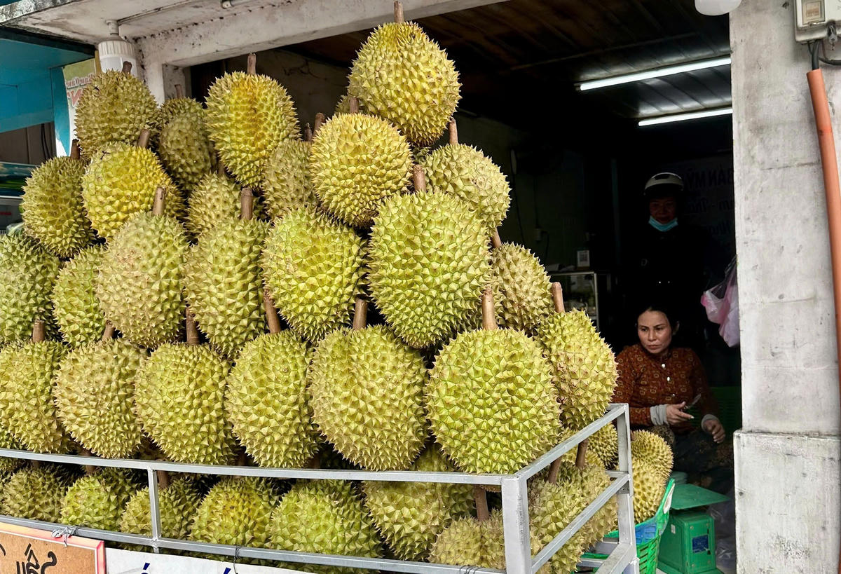 Sầu riêng Đồng Tháp lao dốc, nhà vườn thấp thỏm neo trái chờ giá - Ảnh 1