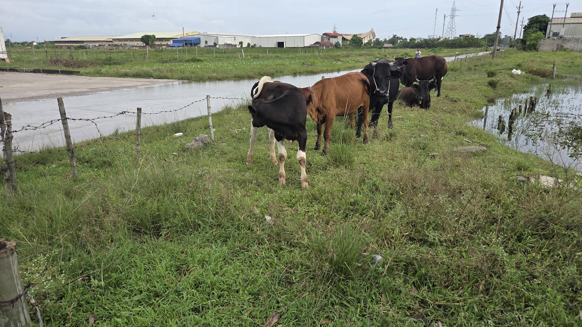Giải pháp nào cho khu công nghiệp bị bỏ hoang 20 năm? - Bài 1: Bỏ hoang hơn 70 ha đất công nghiệp suốt hai thập kỷ - Ảnh 2