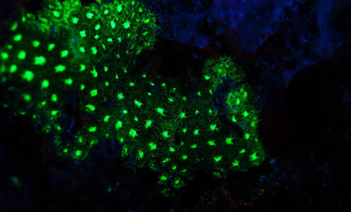 Sâu 385 mét trong một hang động ở đáy biển Nhật Bản, một chớp sáng xanh bí ẩn đã hé lộ điều "chưa từng biết trước đây" - Ảnh 1