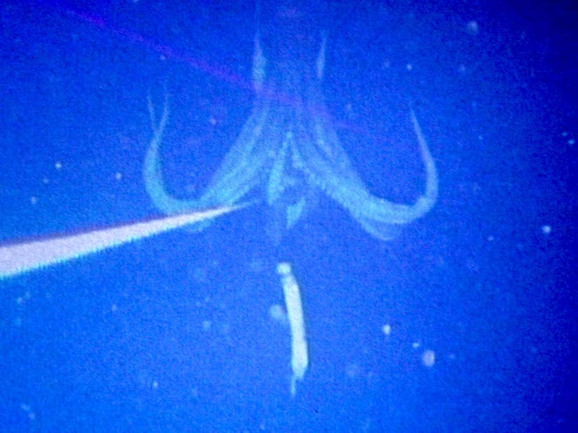 Ngư dân gây chấn động khi bắt gặp sinh vật hiếm khổng lồ vừa "tái xuất": Lần thứ 3 trong lịch sử nhân loại ghi lại được hình ảnh quý giá này - Ảnh 1