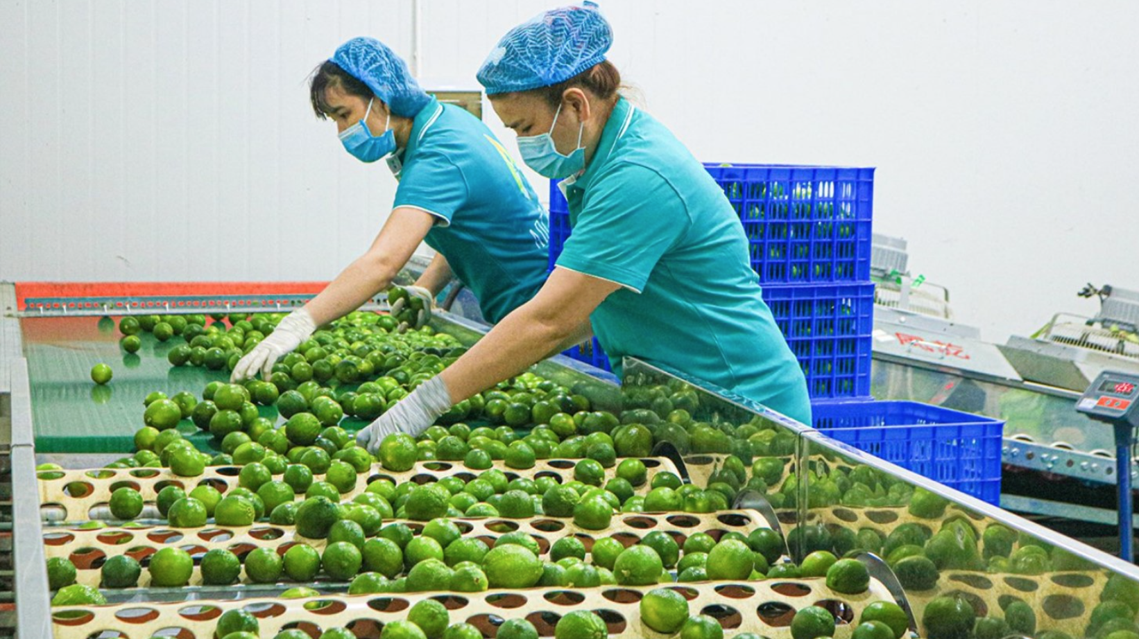 Khách Hàn 'sốc' với một loại quả bán đầy chợ Việt chỉ vì: "Ở Hàn là 200.000 đồng 1 cân" - Ảnh 5