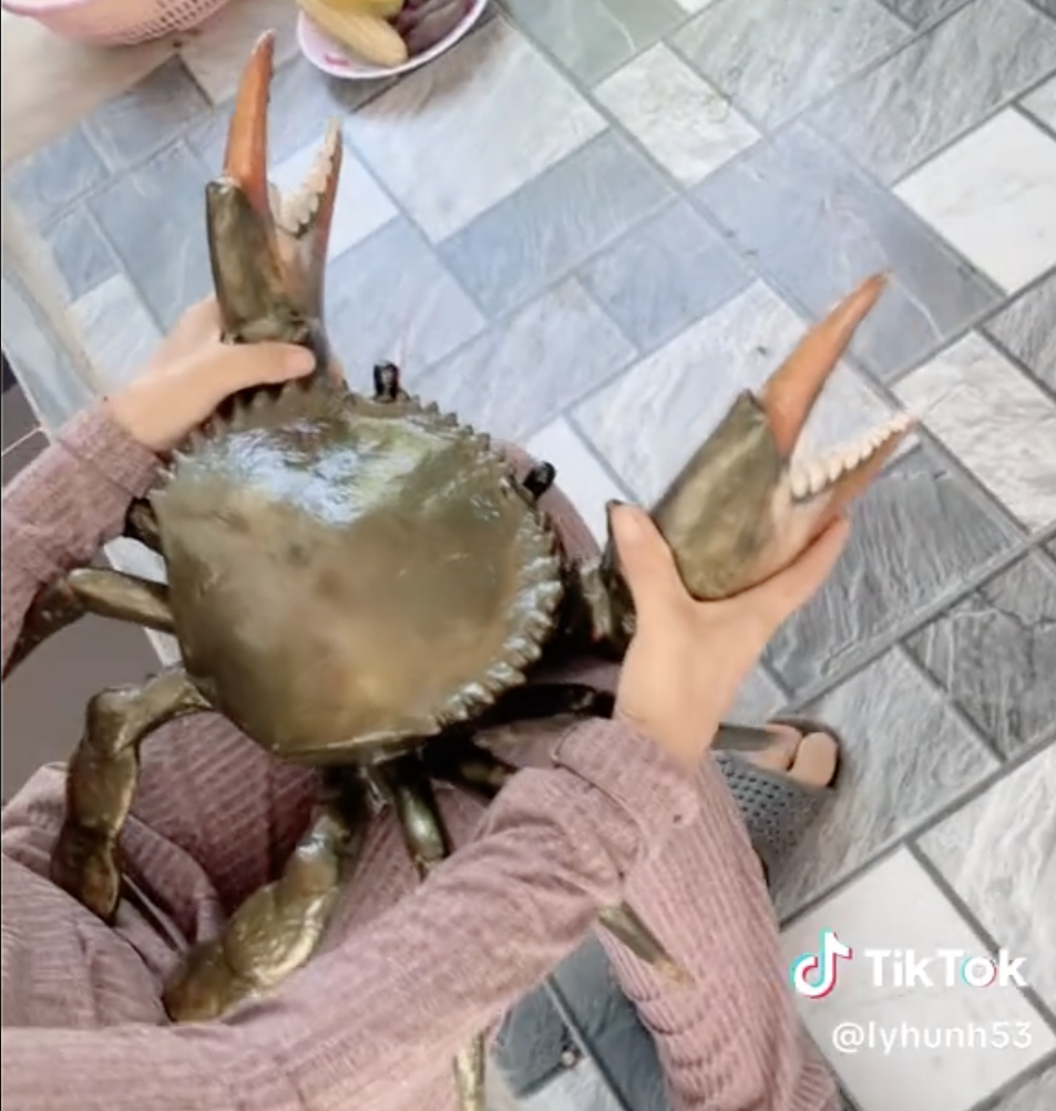 Clip con cua 7 kg ở An Giang nổi tiếng mạng xã hội với 4,4 triệu lượt xem - Ảnh 1