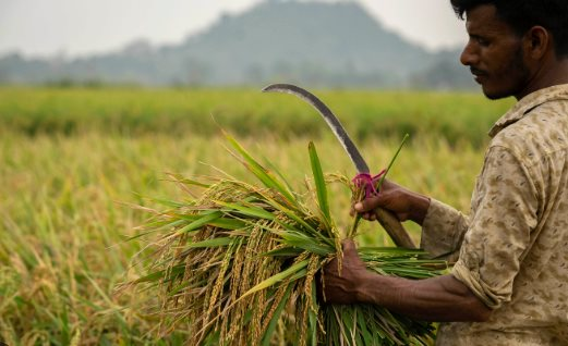 Không phải Thái Lan, đây mới là ‘vựa lúa’ đang liên tiếp đón tin buồn: Phụ phí lên đến 6.000 USD/container, Iran là khách hàng lớn nhất - Ảnh 1