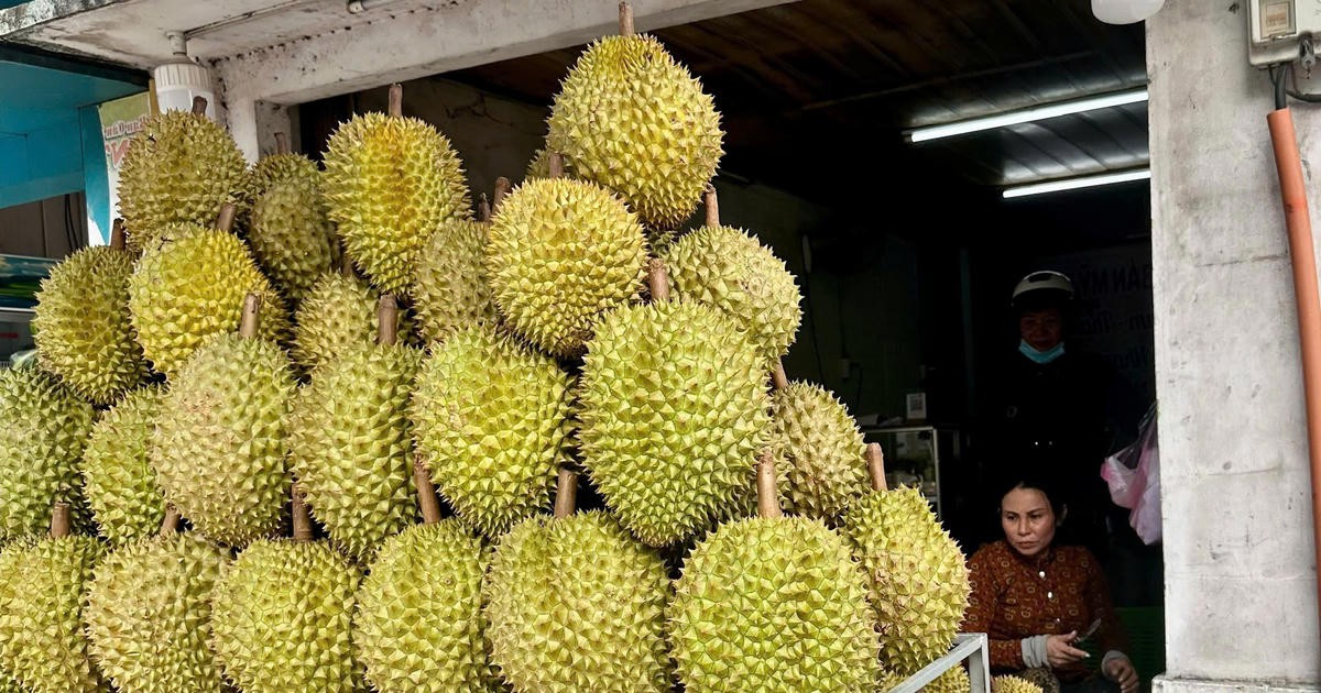 Sầu riêng Đồng Tháp lao dốc, nhà vườn thấp thỏm neo trái chờ giá