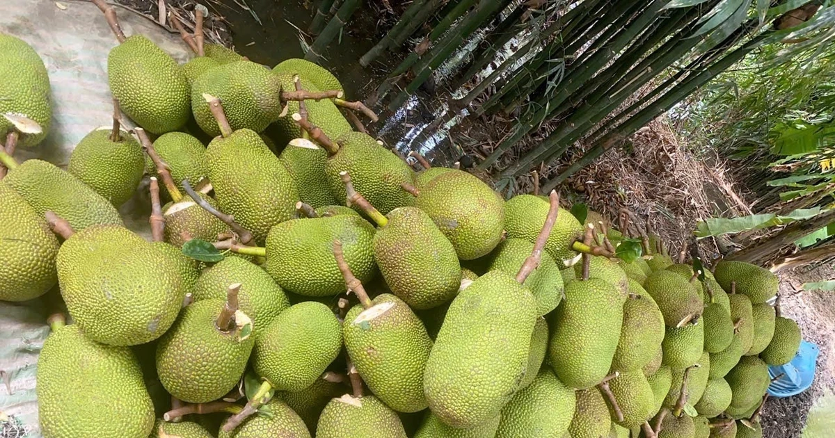 Trở tay không kịp vì giá mít 'lên đỉnh, xuống đáy'