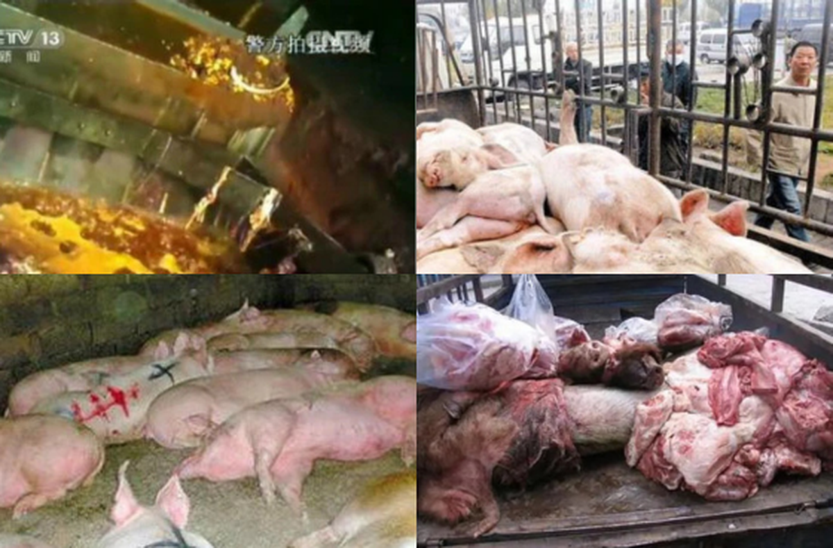 "Đại án" 1.000 tấn thịt lợn bẩn tại Trung Quốc: "Xác thối" hoá kiếp thành dầu ăn, xúc xích, quy trình khiến nhiều người rùng mình