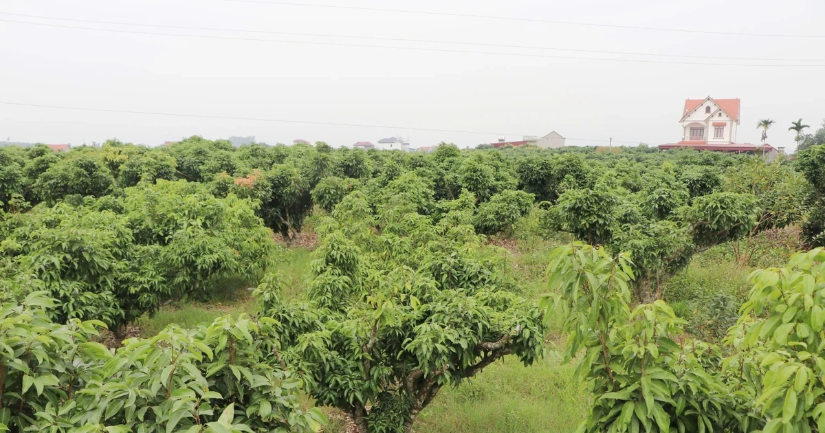 Nguy cơ mất mùa vải thiều