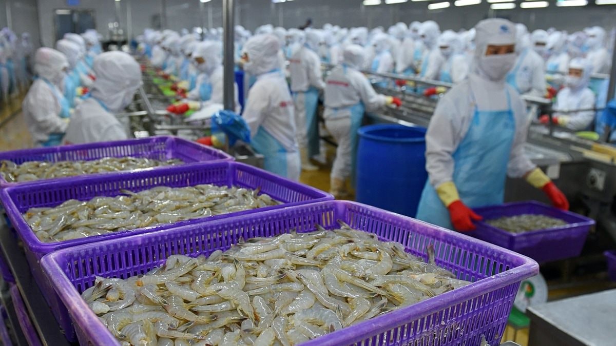 Từng được kỳ vọng lãi gấp đôi 'sau 1 đêm', đại gia tôm Việt Nam 'nhịn' lãi, quyết không hoàn nhập dự phòng giữa đòn bão thuế của Mỹ