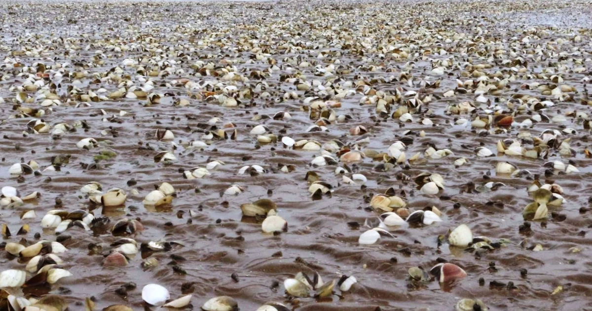 Quảng Ninh cảnh báo nguy cơ ngao chết hàng loạt do bệnh truyền nhiễm đặc biệt nguy hiểm