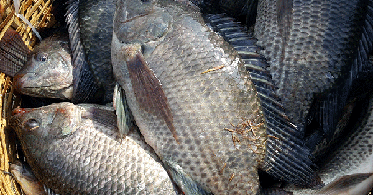 Loài cá bán đầy chợ ở Việt Nam đang được thế giới săn đón