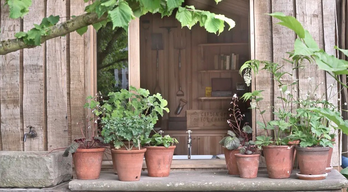 5 loại cây trồng trong chậu cực kỳ dễ sống - quên tưới cũng chẳng sao