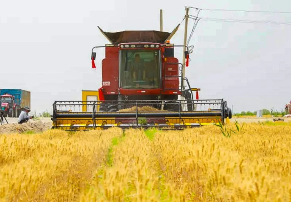 Trung Quốc khiến thế giới sửng sốt: Trồng lúa mì ở vùng đất ‘chết’ với sản lượng 4,5 tấn/ha, 90% cây sống 'ngon ơ' sau bão cát, từ 30 người làm nay chỉ cần 4