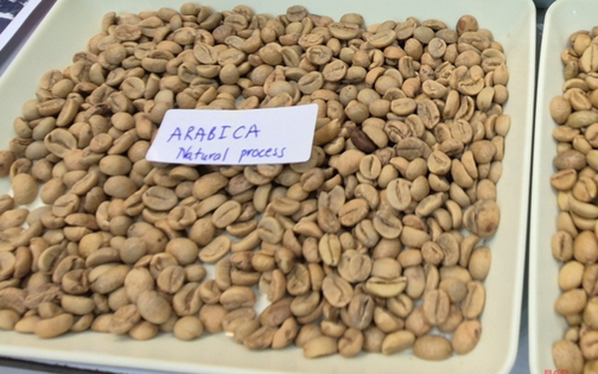 Giá cà phê hôm nay 11-4: Arabica bật tăng, Việt Nam vượt Brazil về xuất khẩu