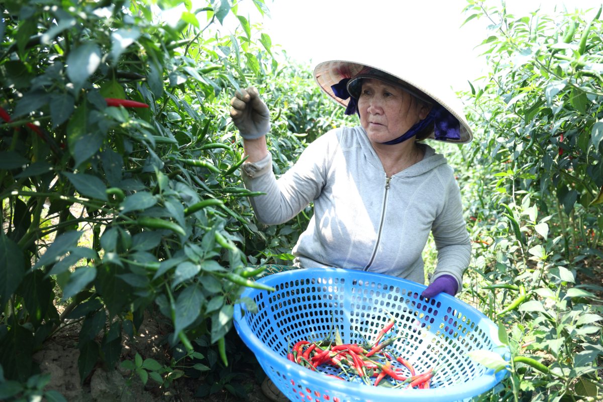 Giá ớt rớt thê thảm, nông dân Quảng Ngãi điêu đứng