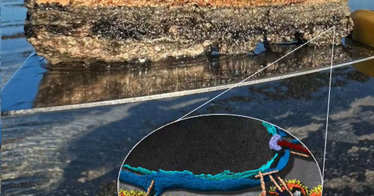 "Tổ tiên vĩ đại” của chúng ta được hé lộ ở vịnh Cá Mập