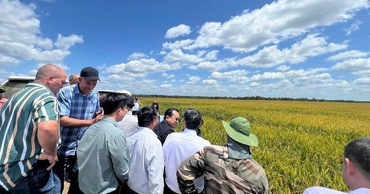 Giống lúa Việt Nam 'gây bão' tại Cuba, Phó Chủ tịch nước Cuba đích thân xuống thị sát