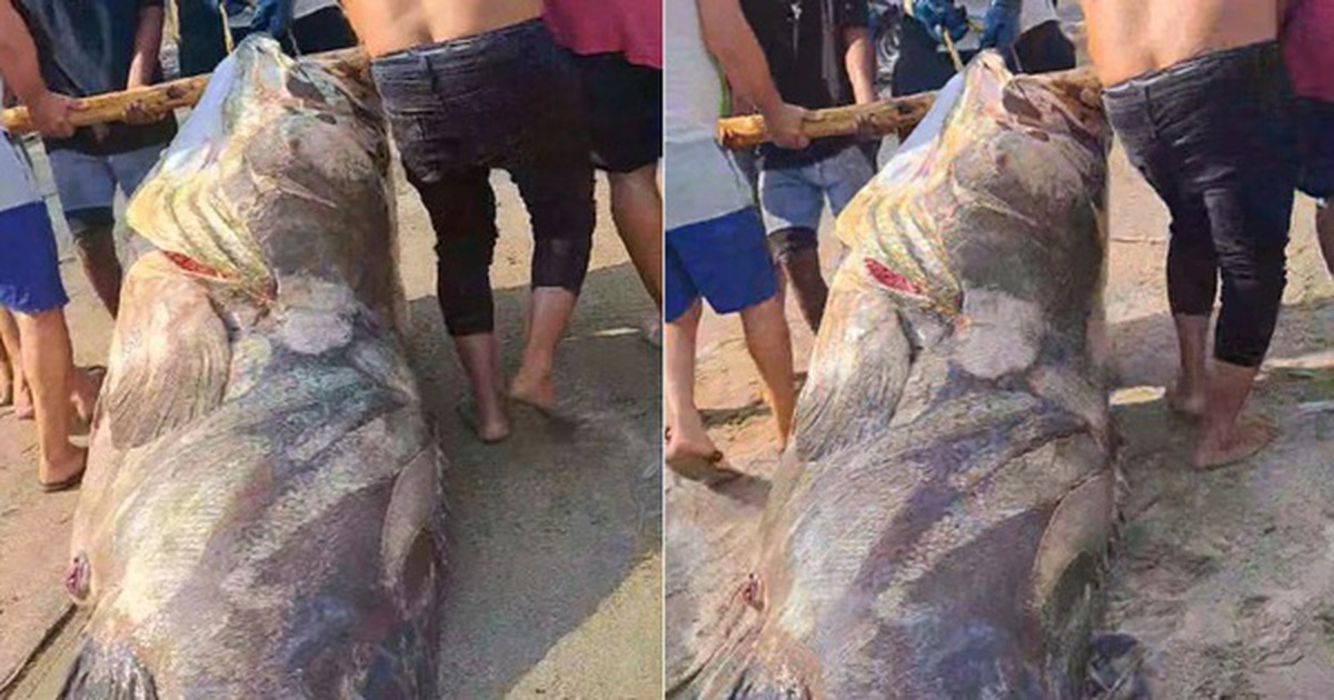 Ngư dân bắt được con cá mú khổng lồ, nặng hơn 290kg trên biển