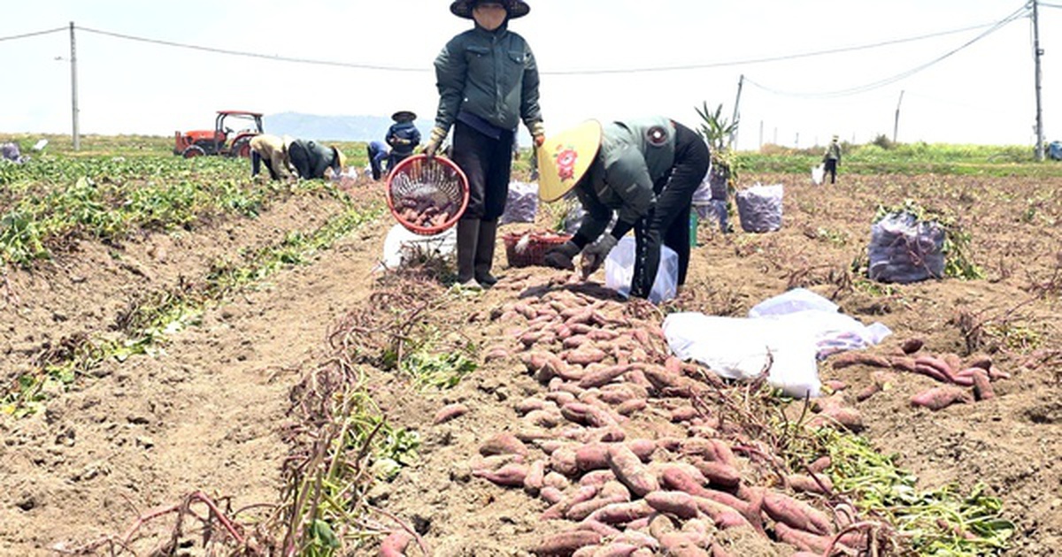 Giá khoai lang lao dốc, còn 5.000 đồng/kg, nông dân thua lỗ nặng