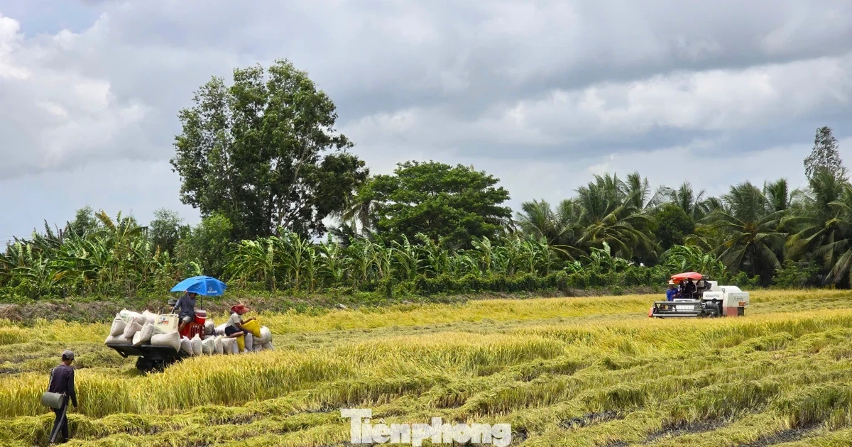 'Giải cứu' lúa: Gọi 20 doanh nghiệp may ra có 10 nơi nghe máy