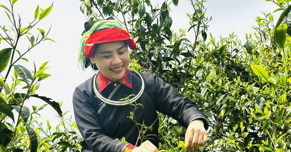 Lên Tây Côn Lĩnh thưởng trà Shan tuyết cổ thụ