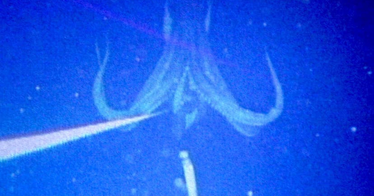 Ngư dân gây chấn động khi bắt gặp sinh vật hiếm khổng lồ vừa "tái xuất": Lần thứ 3 trong lịch sử nhân loại ghi lại được hình ảnh quý giá này