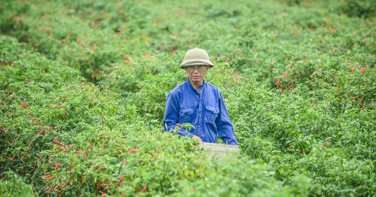 Giá ớt bất ngờ lao dốc mạnh