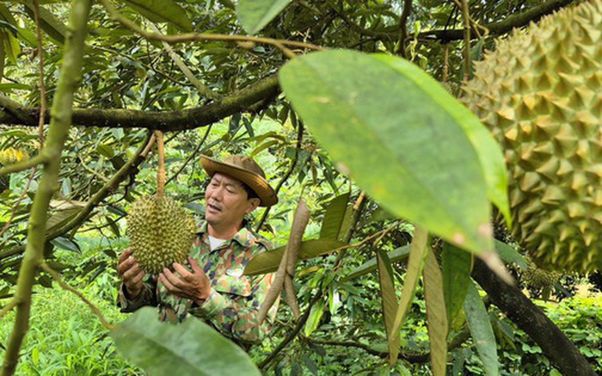 Giá sầu riêng có nơi chỉ còn 25.000 đồng/kg