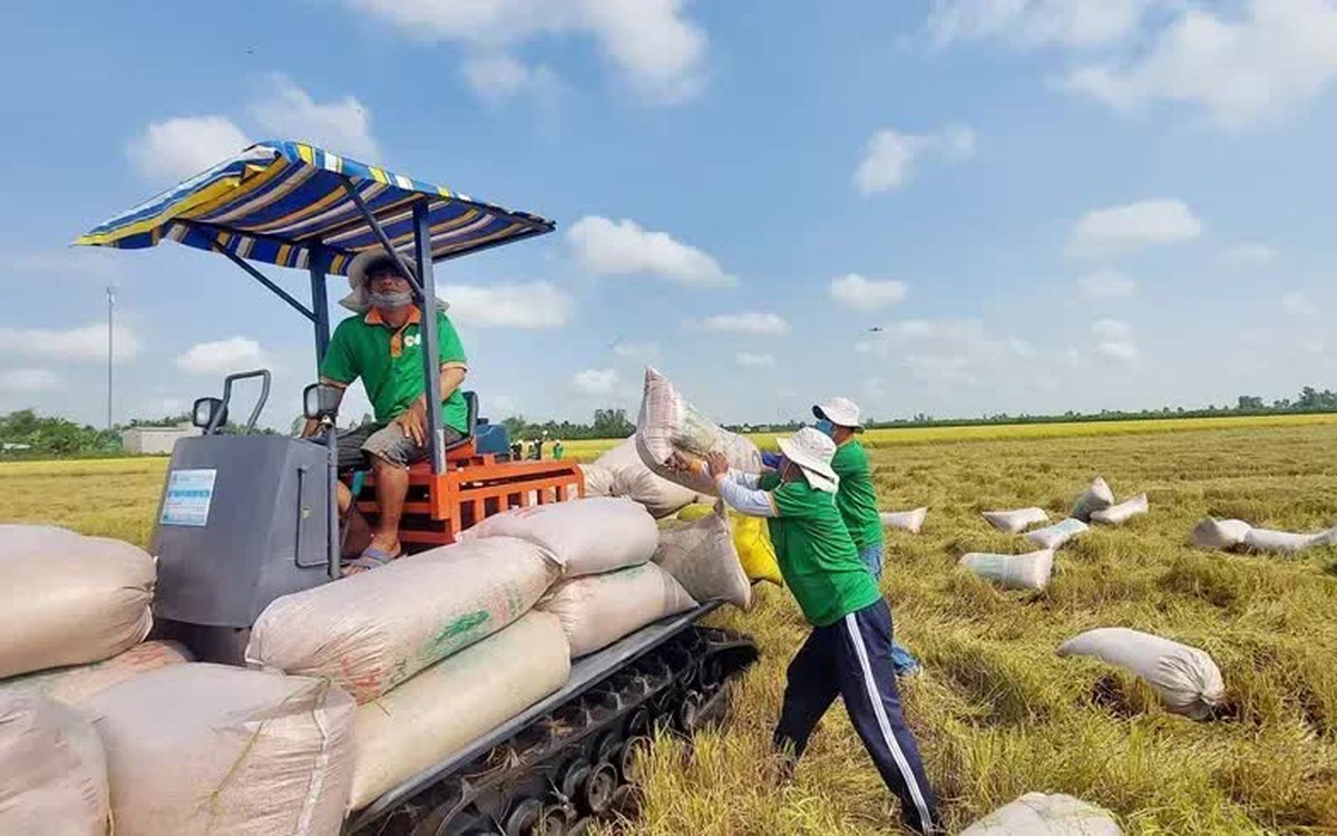 Giá lúa gạo tăng mạnh
