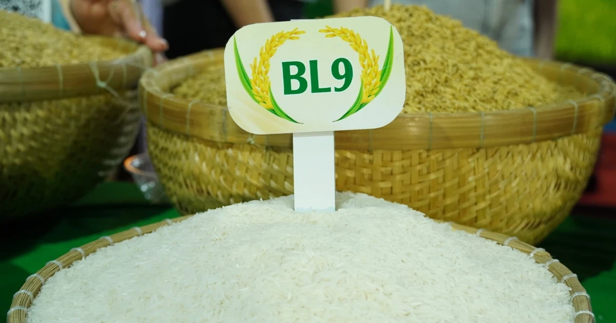 Lộ diện loại gạo ngon nhất Đồng bằng sông Cửu Long