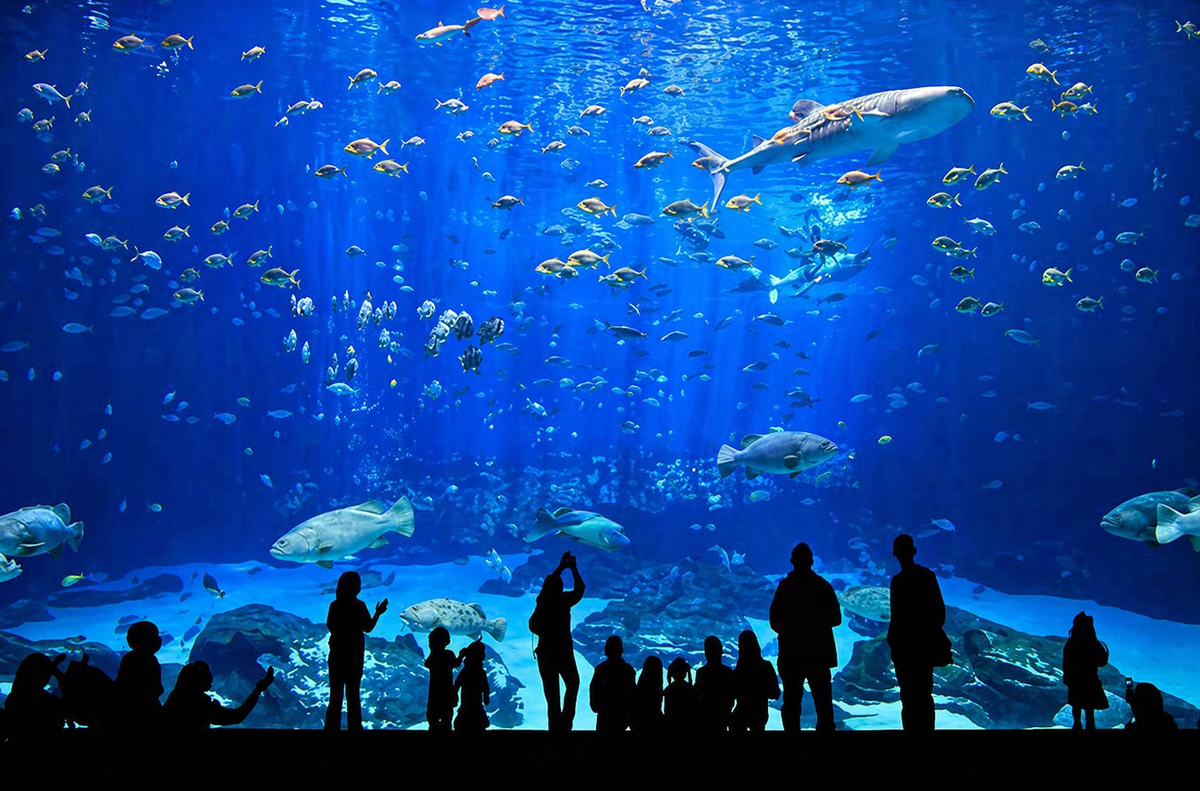 Việt Nam sắp có công viên thủy cung lớn nhất thế giới: Rộng hơn sân Mỹ Đình, sức chứa lên đến 450 triệu lít nước