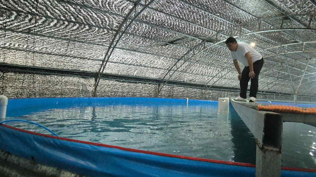 Nuôi cá thu ngay trên đất liền: "Siêu công nghệ" từ ông lớn chăn nuôi Việt Nam và liên minh Nhật - Hàn