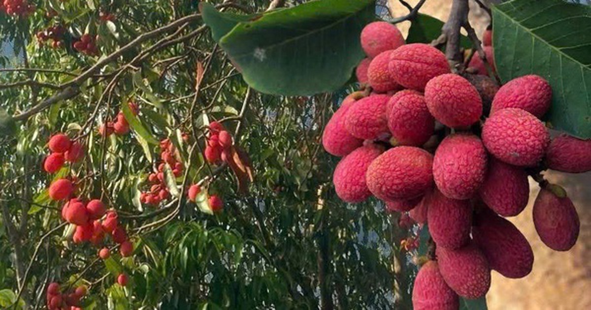 Thứ quả ‘chín đỏ rừng’ từng không ai hái: Nay bỗng thành đặc sản ‘nhà giàu’, giá 125.000 đồng/kg vẫn khó mua