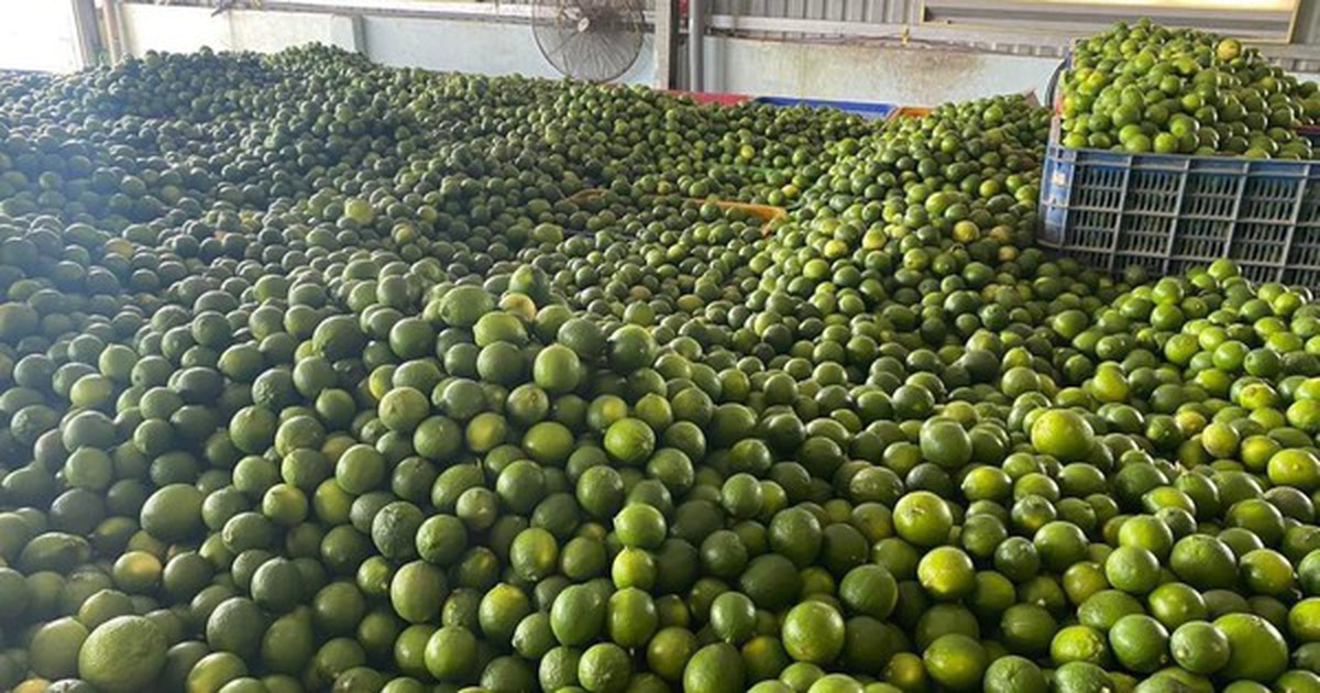 Khách Hàn 'sốc' với một loại quả bán đầy chợ Việt chỉ vì: "Ở Hàn là 200.000 đồng 1 cân"