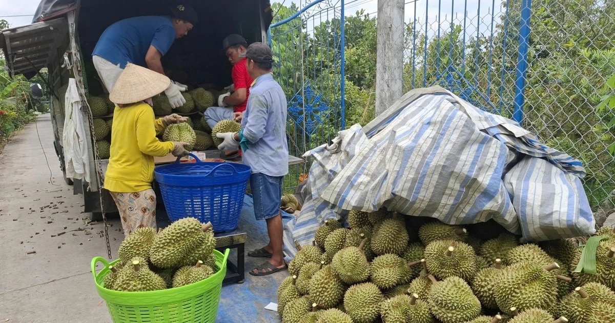 Sầu riêng rớt giá thê thảm
