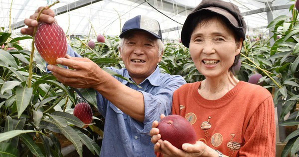 Loại quả được gọi là 'trứng của mặt trời' vừa được trồng thành công tại Việt Nam - có gì đặc biệt mà giá có thể lên tới 3.000 USD/cặp?