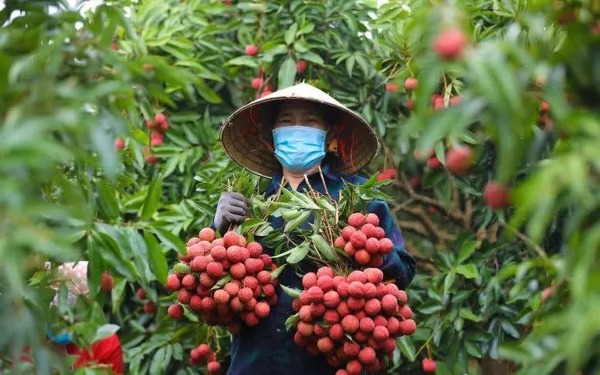 Giá vải thiều tăng gấp ba ngay đầu vụ