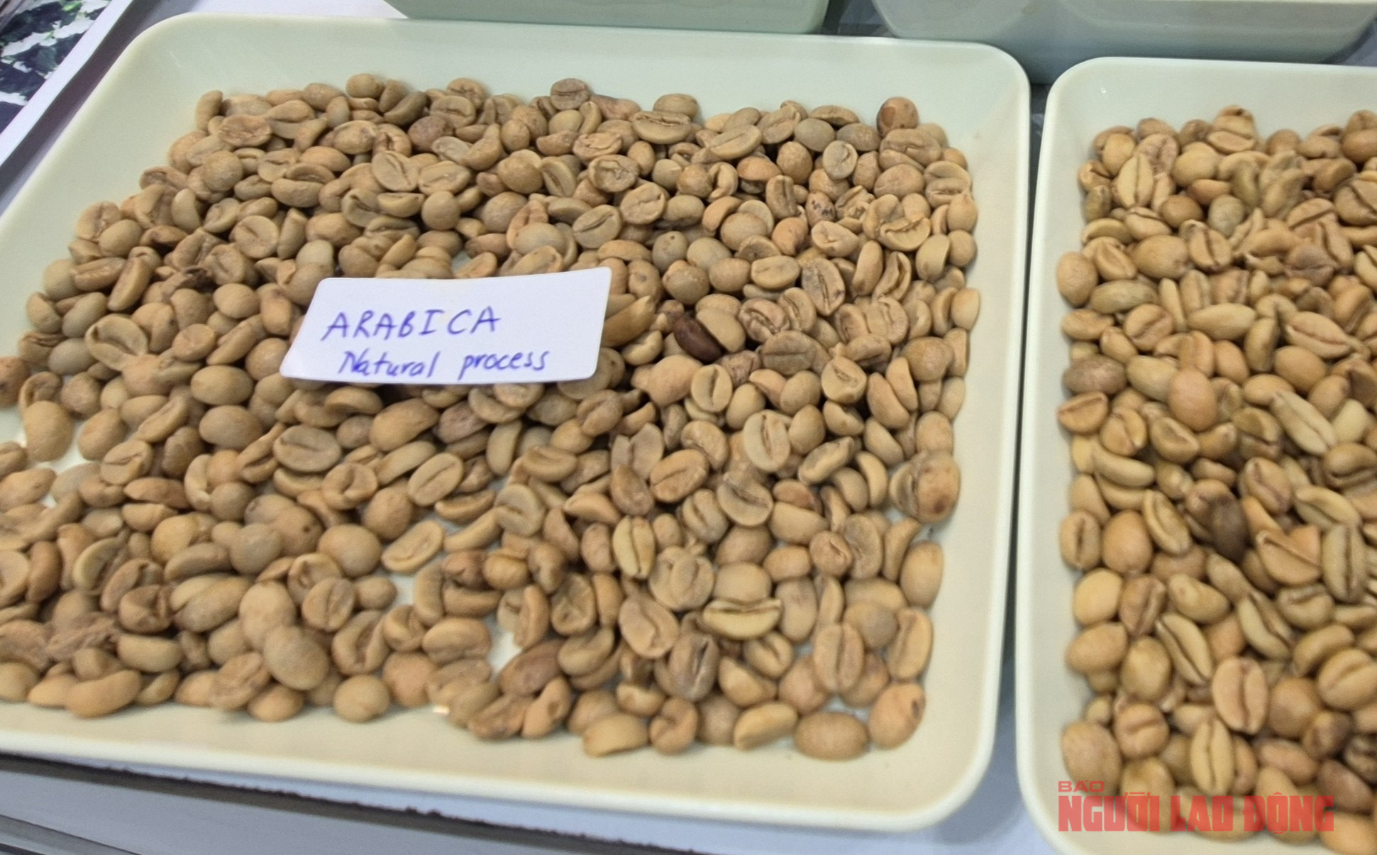 Giá cà phê hôm nay 11-4: Arabica bật tăng, Việt Nam vượt Brazil về xuất khẩu - Ảnh 1