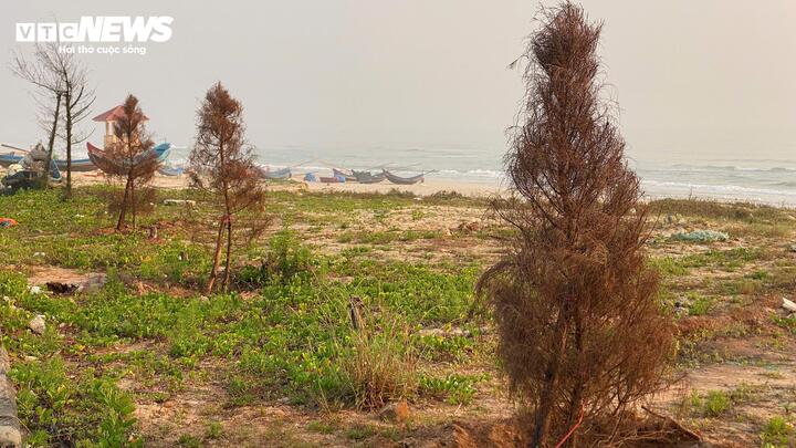 Dân ven biển Quảng Trị tiếc nuối nhìn dự án bãi tắm gần 260 tỷ 'đắp chiếu' - Ảnh 10