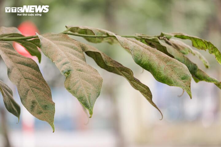 Người Hà Nội 'ngộp thở' giữa bụi mịt mù từ công trình xây dựng - Ảnh 15