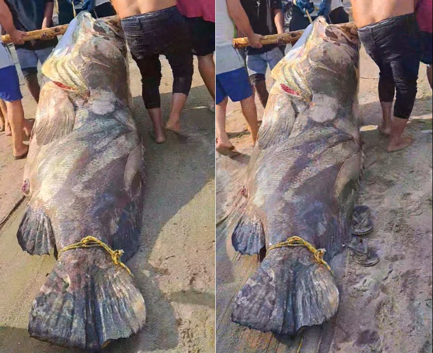 Ngư dân bắt được con cá mú khổng lồ, nặng hơn 290kg trên biển - Ảnh 1